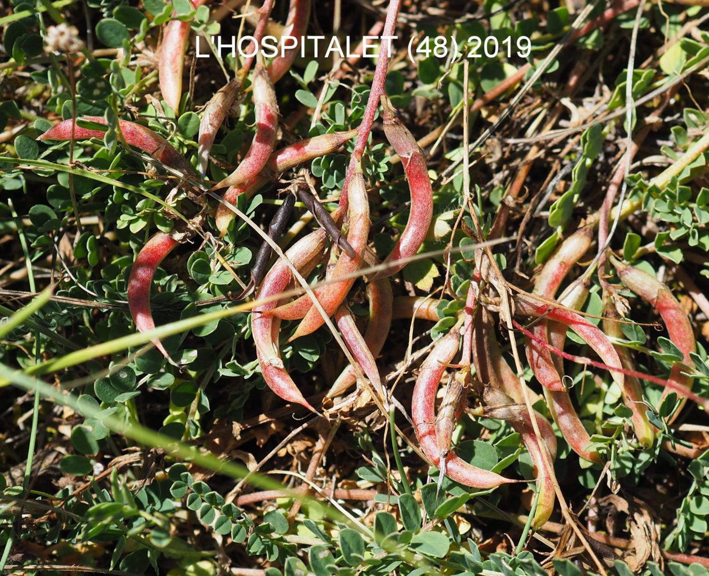 Milk-Vetch, Montpellier fruit